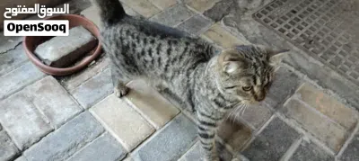 قط منزلي Domestic Shorthair 2