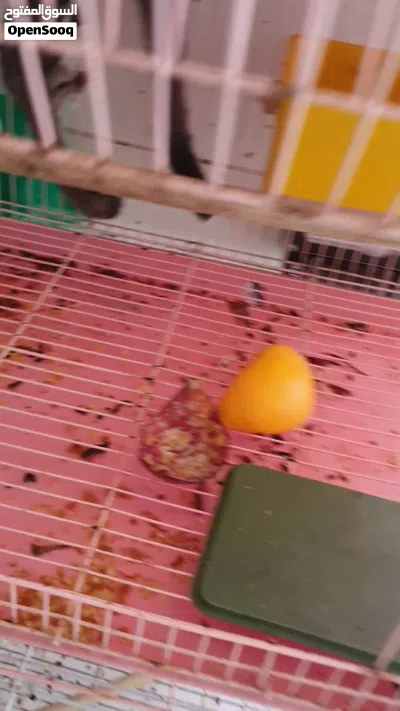 شوجر جلايدر 2