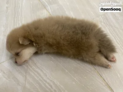 جرو بوميرانيان ذكر Pomeranian puppy male 3