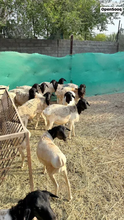 خرفان صوماليات سمان فول يصلحن للذبح و التربيه يوجد لدي خدمة توصيل و التوصيل الموقع بركاء خلف التنين 3