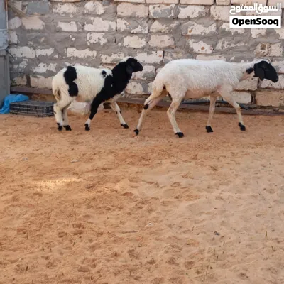 السلام عليكم نعجه تنيه تحتها فطيمه للبيع المكان تاجوراء 3