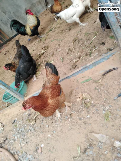 دجاج عربي للبيع 2