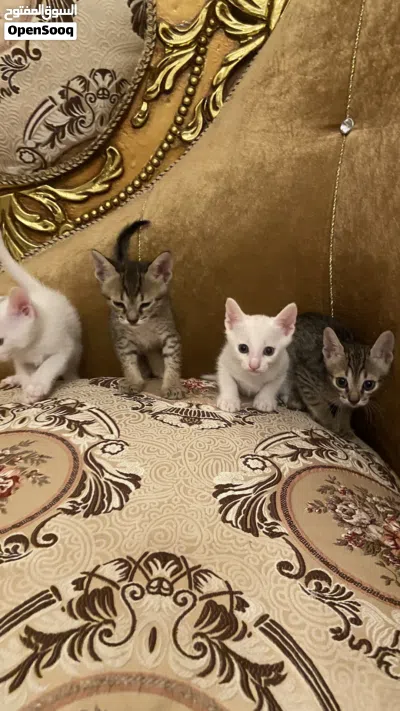 قطط كتن صغيرة ذكور للتبني Male kittens for adoption 2