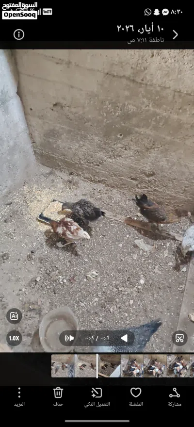 17 جاجه عمر 3 اشهر ونص الى 4 و 7 حبات شهر ونص 4