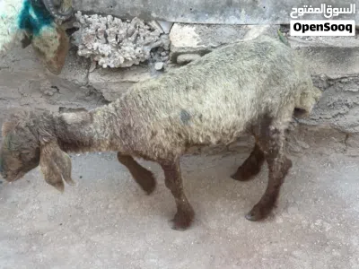 خروف مع عابوره للبيع 2