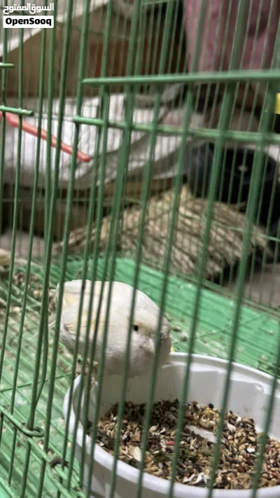 نثايه كناري البيع 3