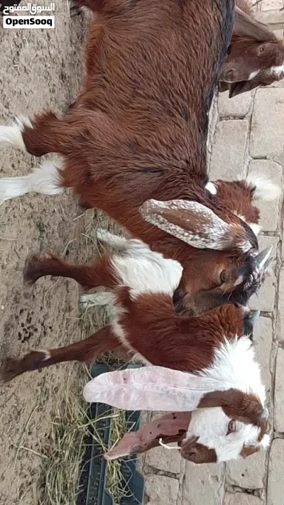 4جديان تمقريس مهجنات تبارك الله العمر من شهرين الي 3 شهور 4