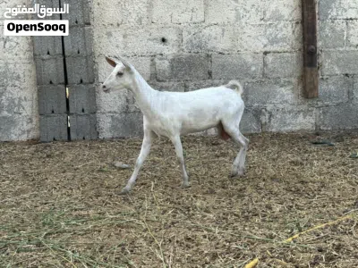 عنز صلاليه 2