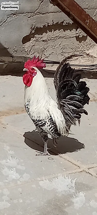دجاج للبيع 3