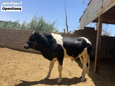 عجول كلمن وسعره البصره 3