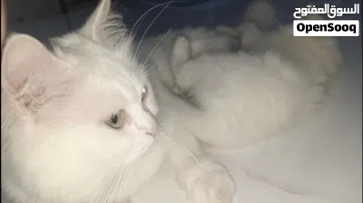 قطط شيرازي للبيع في محافظة إب 3