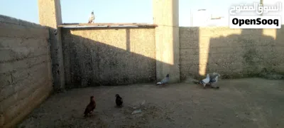 حمام باكستاني 2