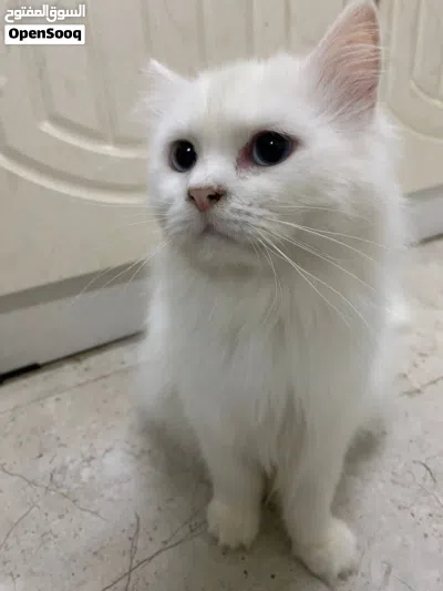للبيع ذكر و انثى 2