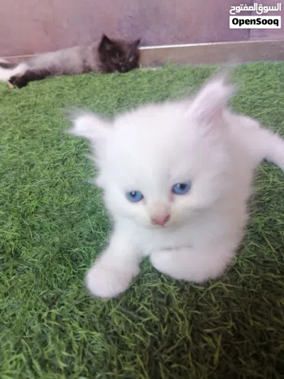 قطط صغار للبيع بعيون زرق 2