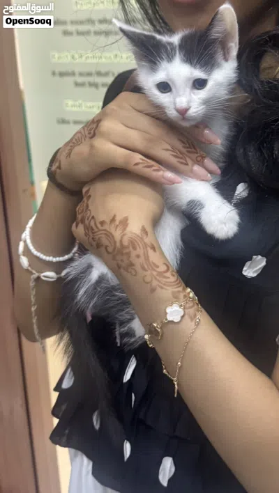 Kittens for adoption 2