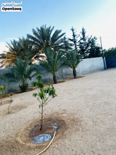 استراحة في طريق المشتل ع رئيسي 2