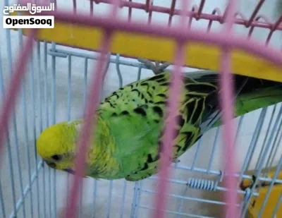 طيور متوالفة وبياضة درة وروز وبادي 4