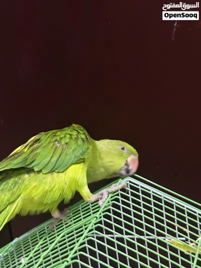 Very active parrot 3