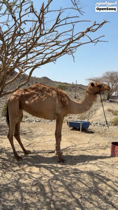 ناقه حايل سلاله شاهينيه 2