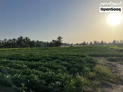 يتوفر لدينا افضل نوع بونكام و يتوفر لدينا لوبيا 4