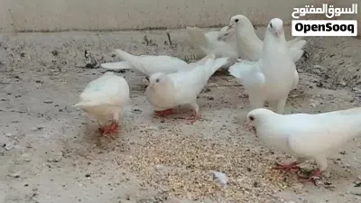 حمام لاحم فرنسي حجم كبير 4