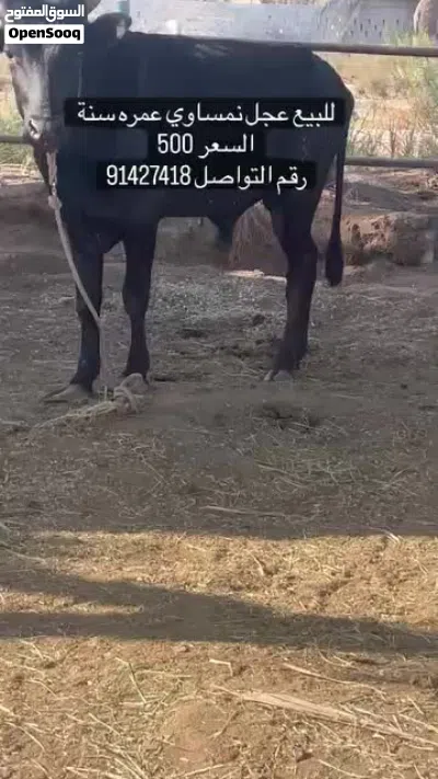 للبيع عجل نمساوي 2