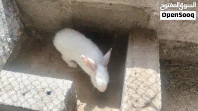 للبيع أرنب امريكيات سابل امريكي كلفورني سابل امريكي كلفورني 4