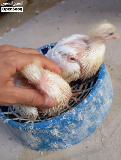 افراخ زواج متعلمات على الزق محجلات 2