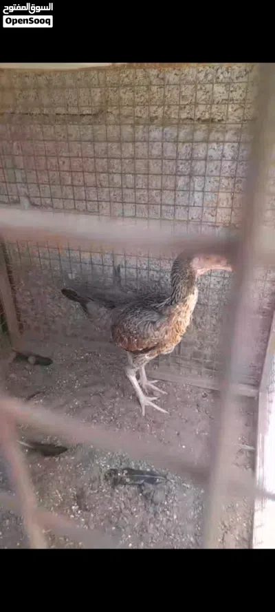 مجموعة طيور للبيع 3