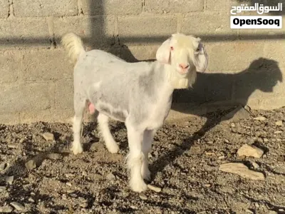 شاه من حلال الرحوب بيور 3