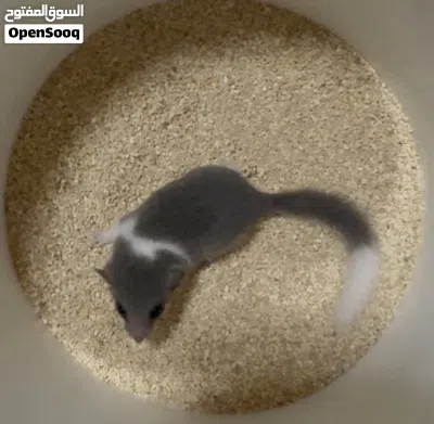 Dormouse.. 3
