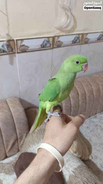 سلام عليكم دره للبيع 2