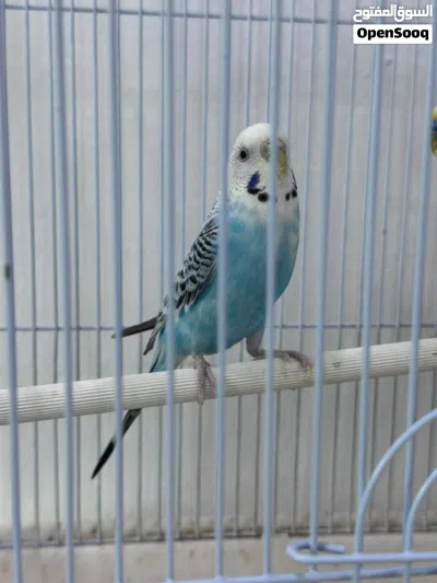 عصافير _/// 4