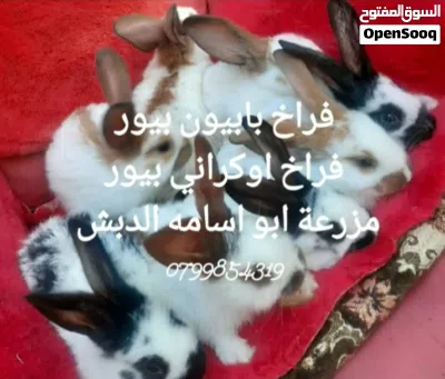undefined 3