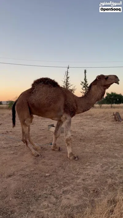 جمال للبيع 4