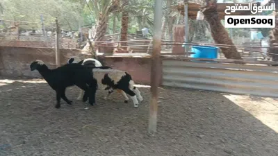 ثلاث حملات تهجين نجدي 3