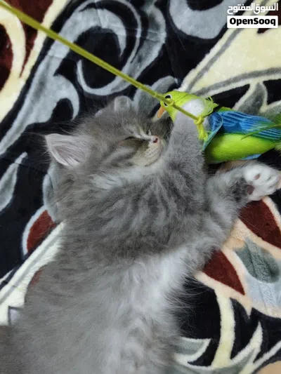 cat for adoption pair 1200aed only female and male kitten 8weeks kittens 4
