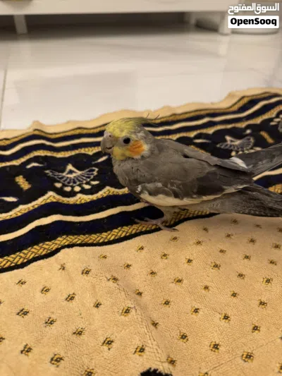 Cockatiel Bird Baby 2