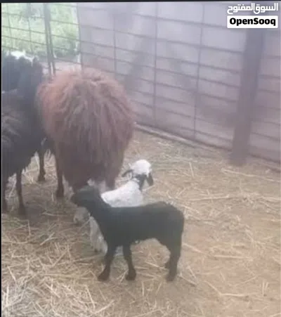 مطلوب اغنام للبيع 2