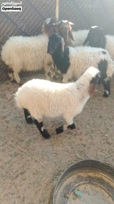 5 خرفان نعيمي 4