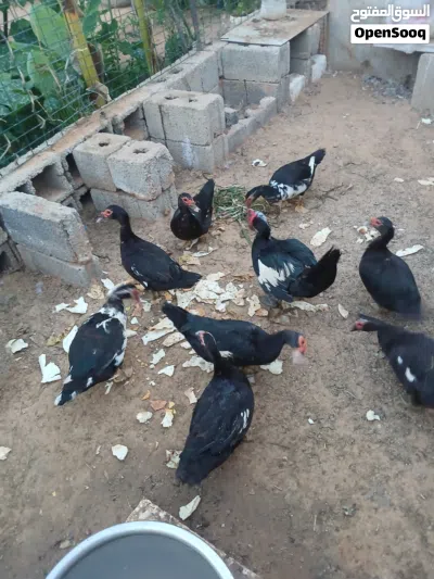 بط عربي للبيع 2