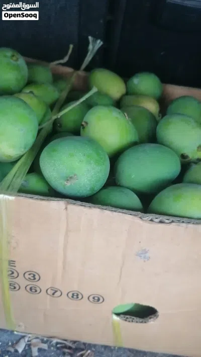 ليمون و حدال وهمبا ناضج اصفر للبيع 3