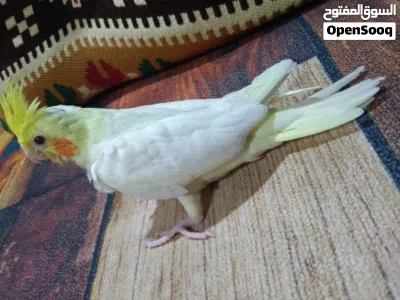 فرخ كوكتيل بدايه فطام للبيع 2