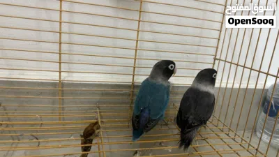 زوج فيشر منتج 2