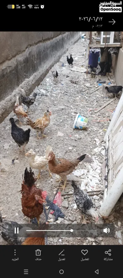 بيع دجاج كوتي افرق خط أول 4