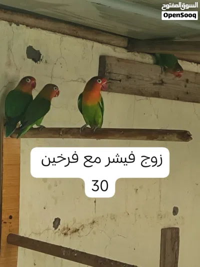 مجموعه طيور 4