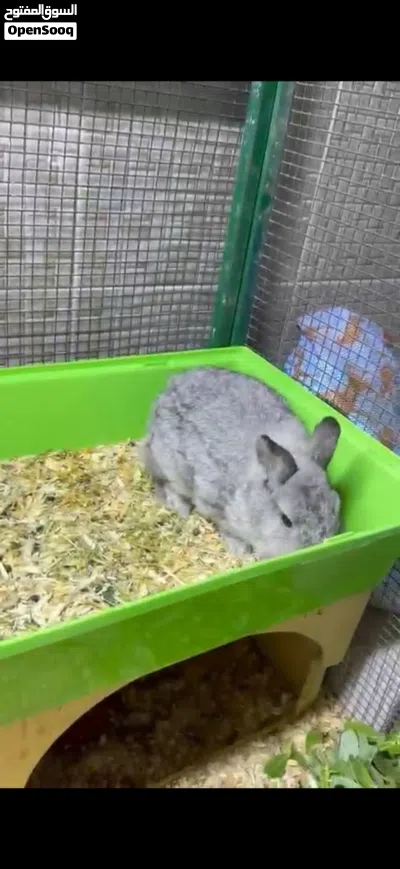 ارانب نيذرلاند دوارف القزم Netherlands dwarf rabbits 2