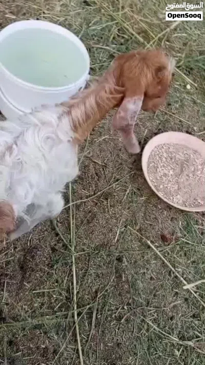 سخل باقستاني للبيع 3