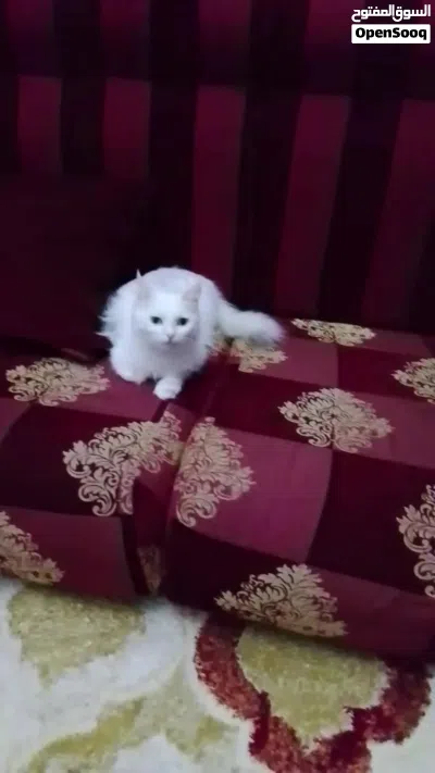 تبنى اوبيع قطة فارسية بيضاء شيرازى 4