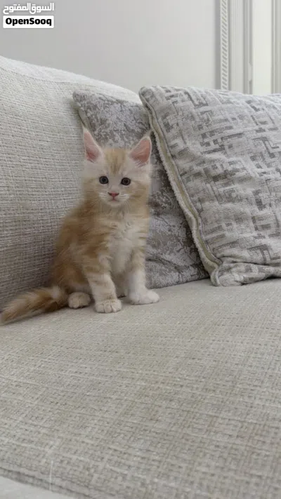 ماين كون Mainecoon 2